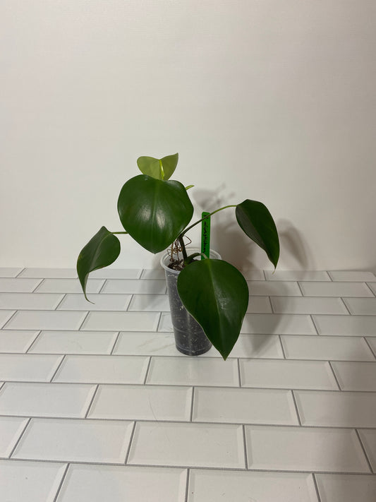 Philodendron microstictum