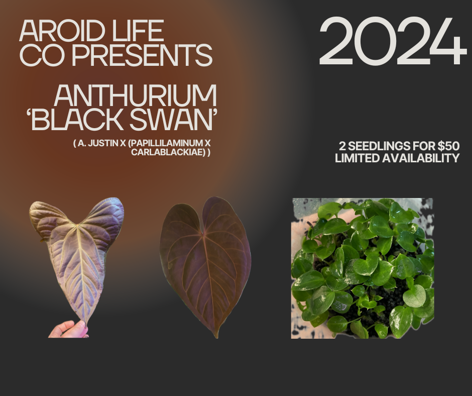 Anthurium 'Black Swan' seedlings