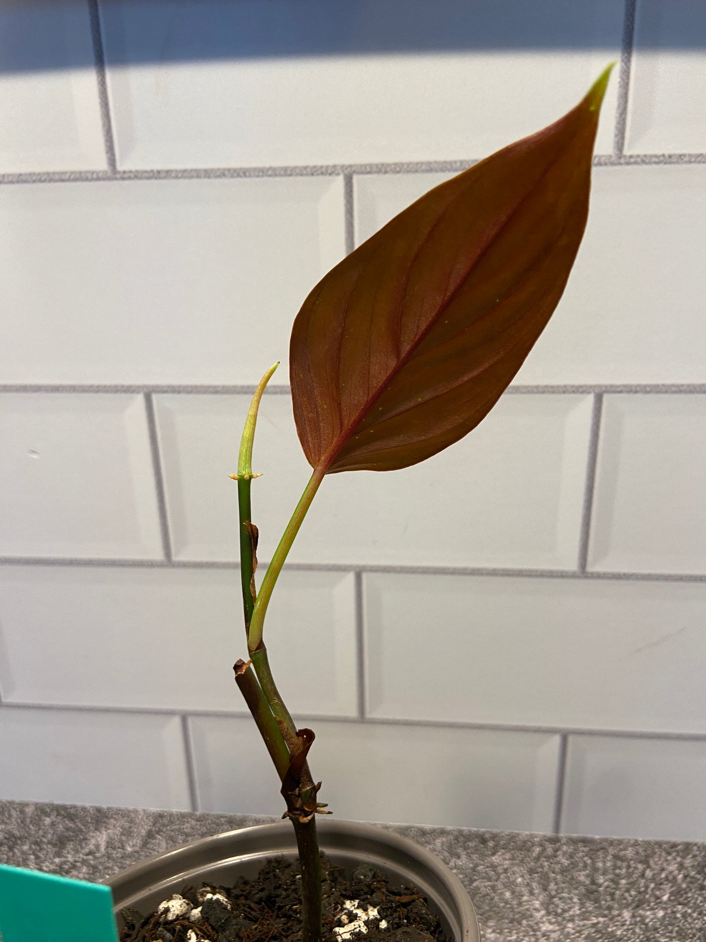 Philodendron spp - Pervuian NOID