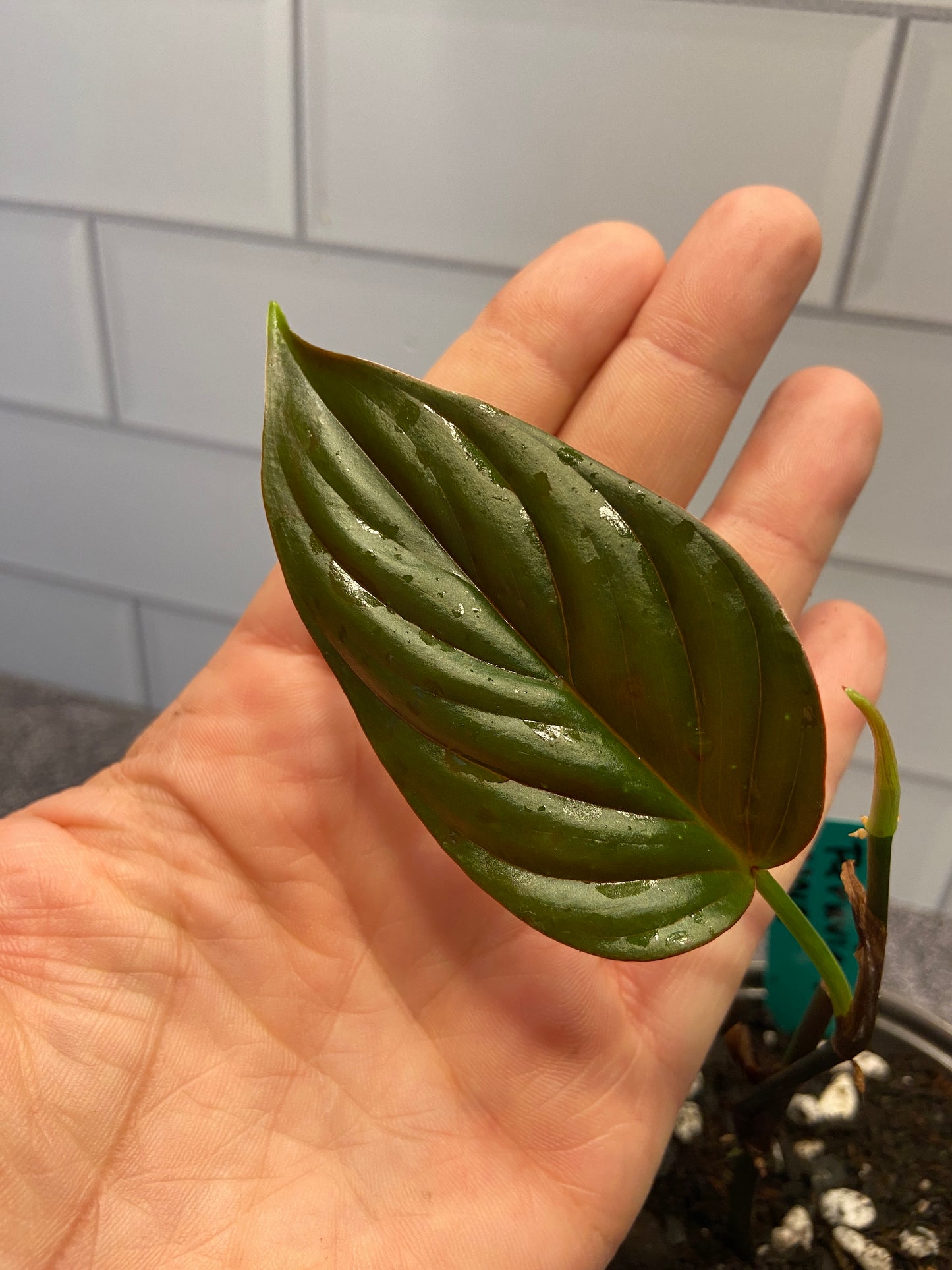 Philodendron spp - Pervuian NOID