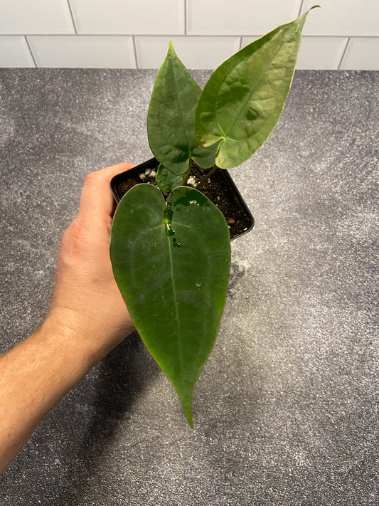 Anthurium forgetii x papillilaminum