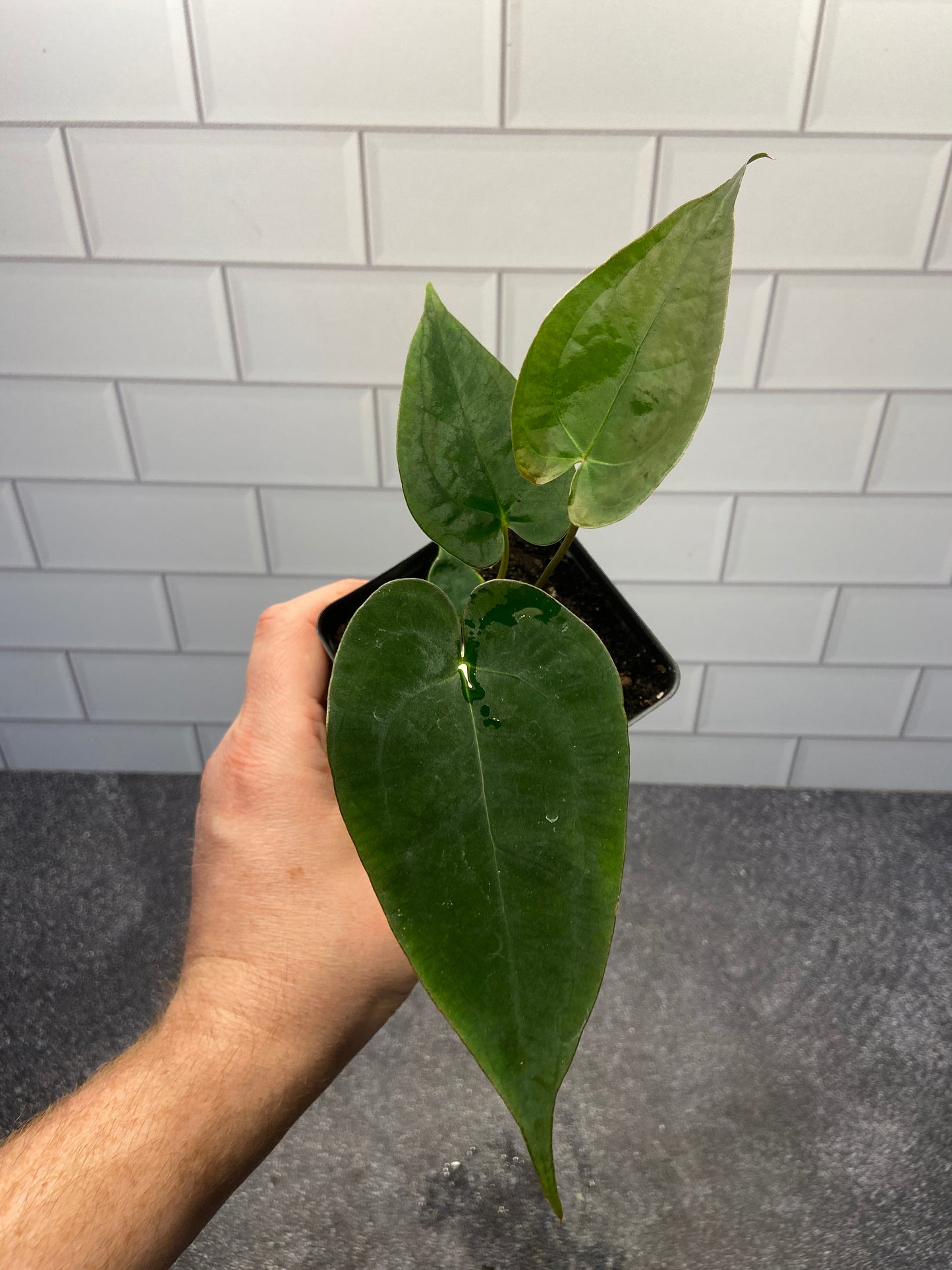 Anthurium forgetii x papillilaminum