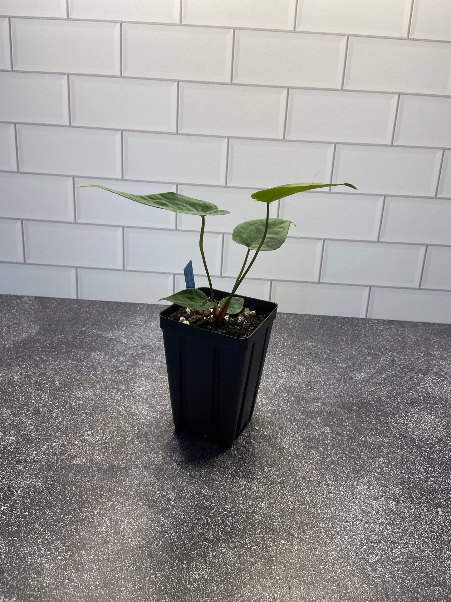 Anthurium forgetii x papillilaminum