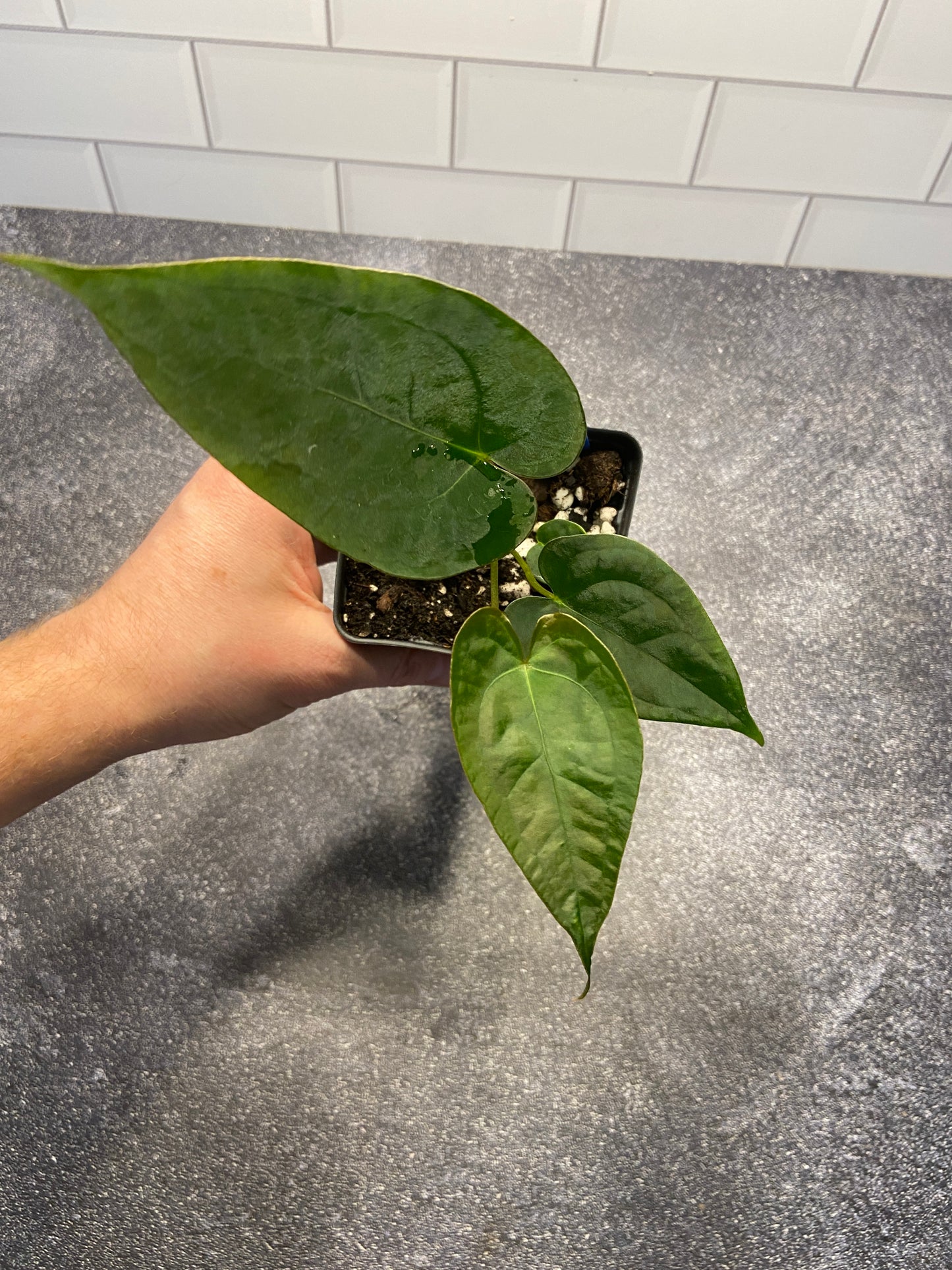 Anthurium forgetii x papillilaminum