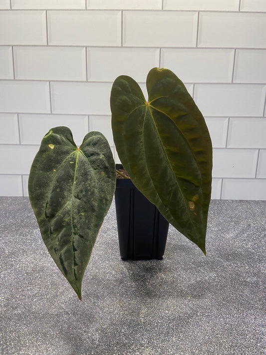 Anthurium papillilaminum 8 x besseae aff *Blister Variegated*