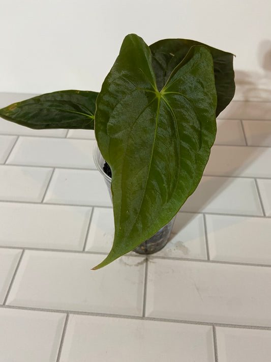 Anthurium papillilaminum 8 x 5