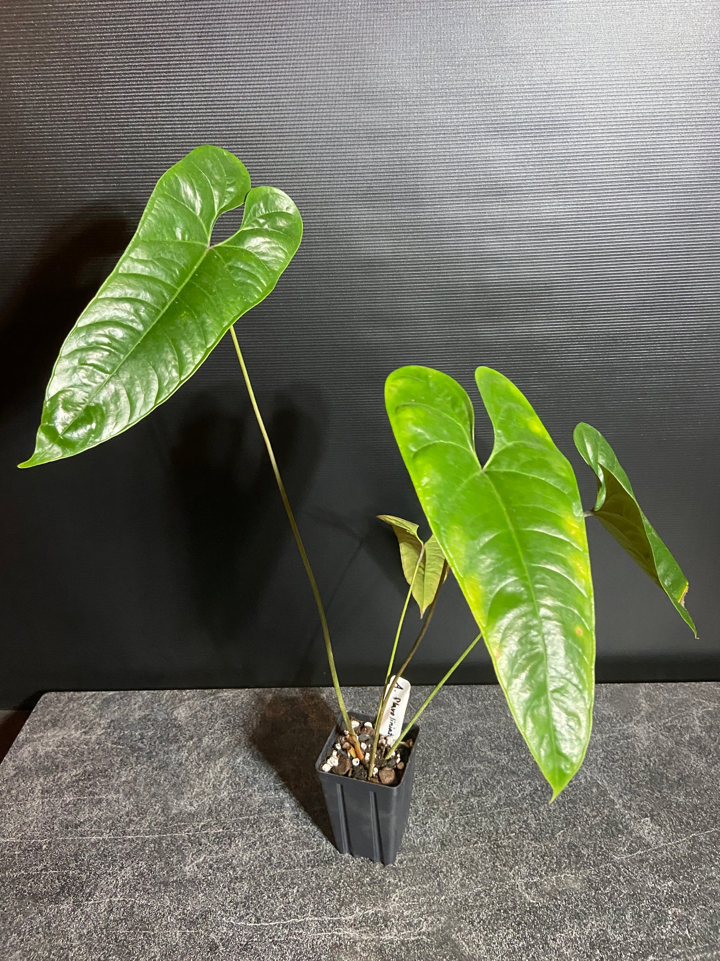 Anthurium flavolineatum