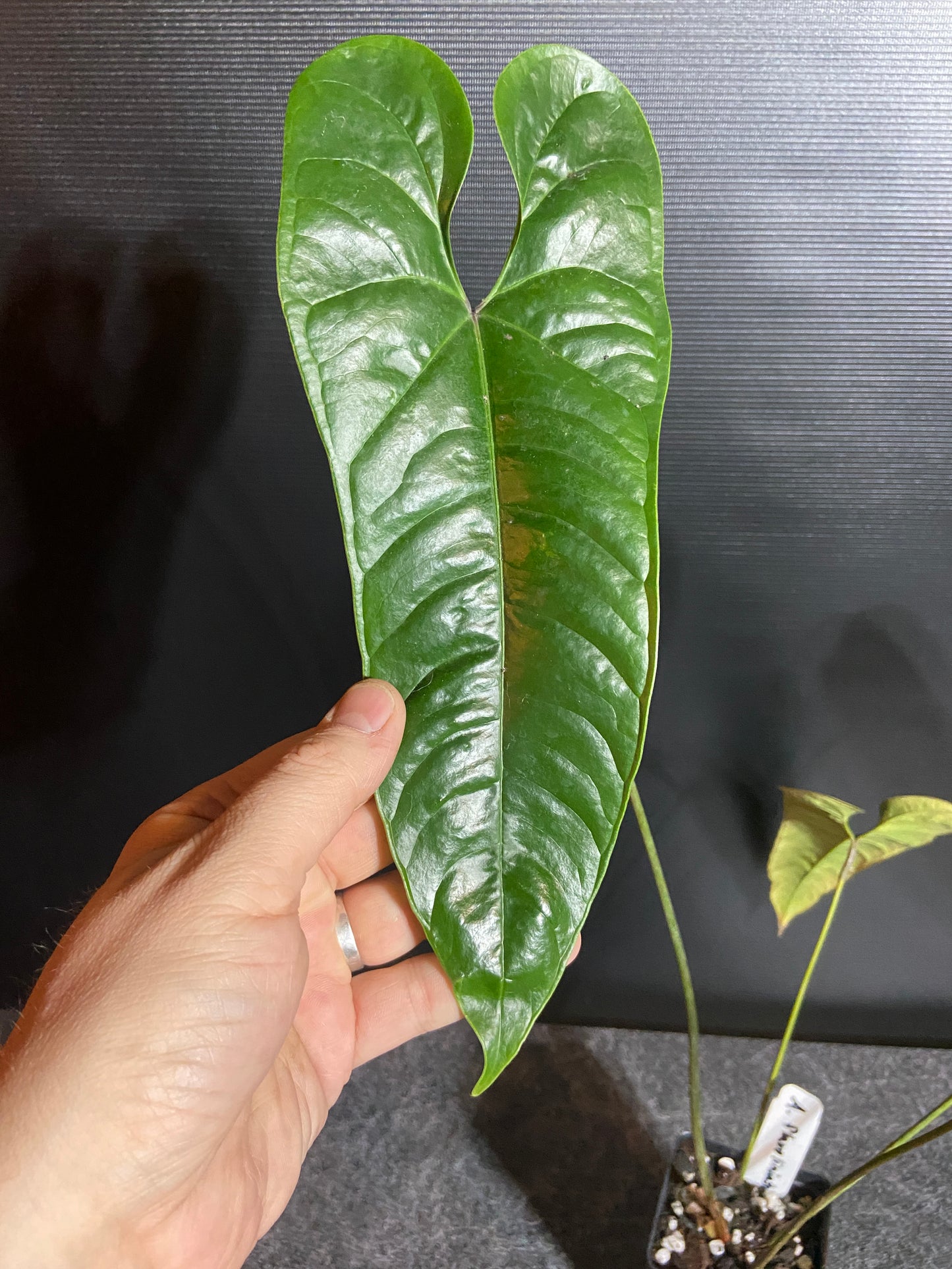 Anthurium flavolineatum