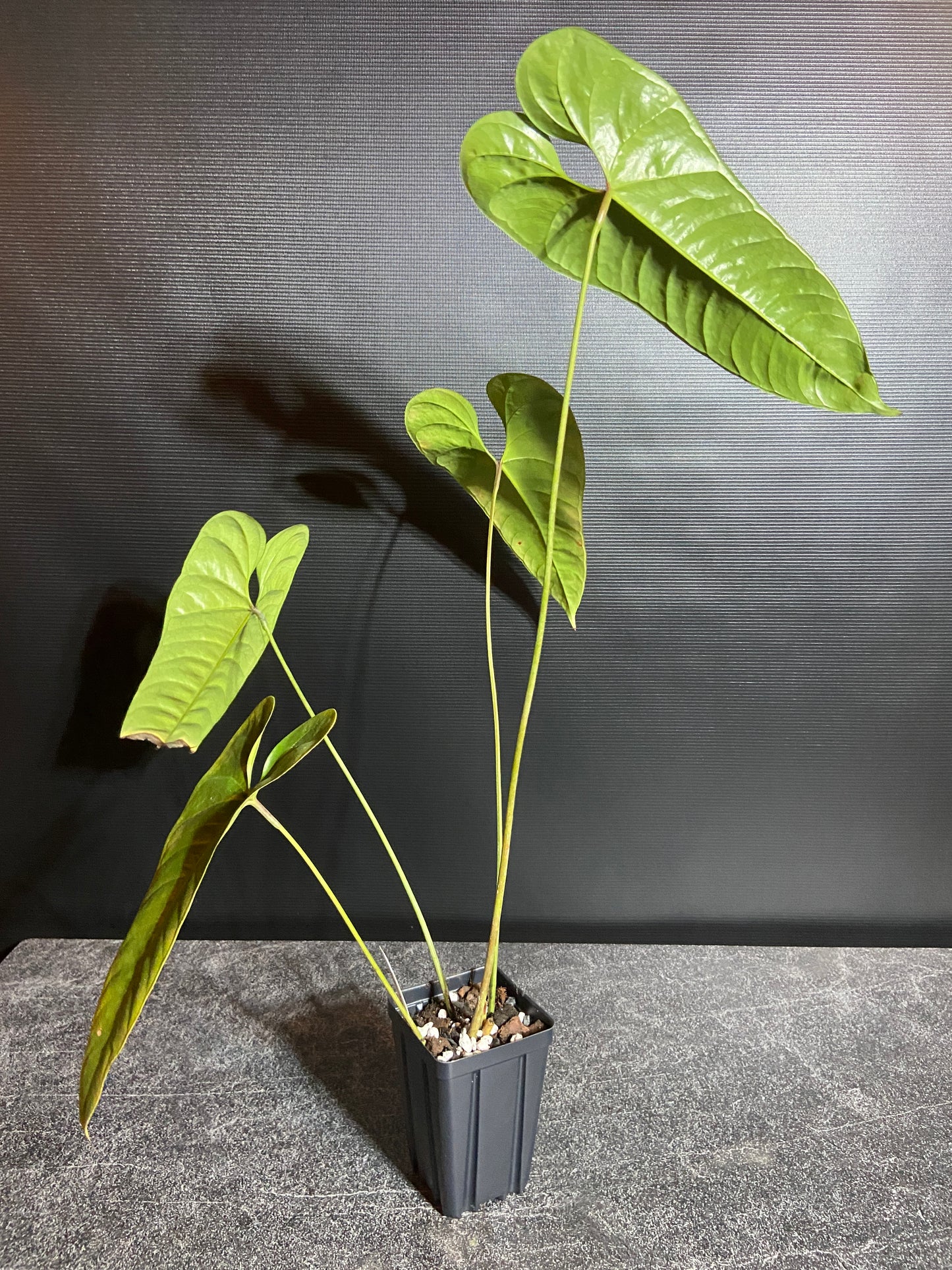 Anthurium flavolineatum