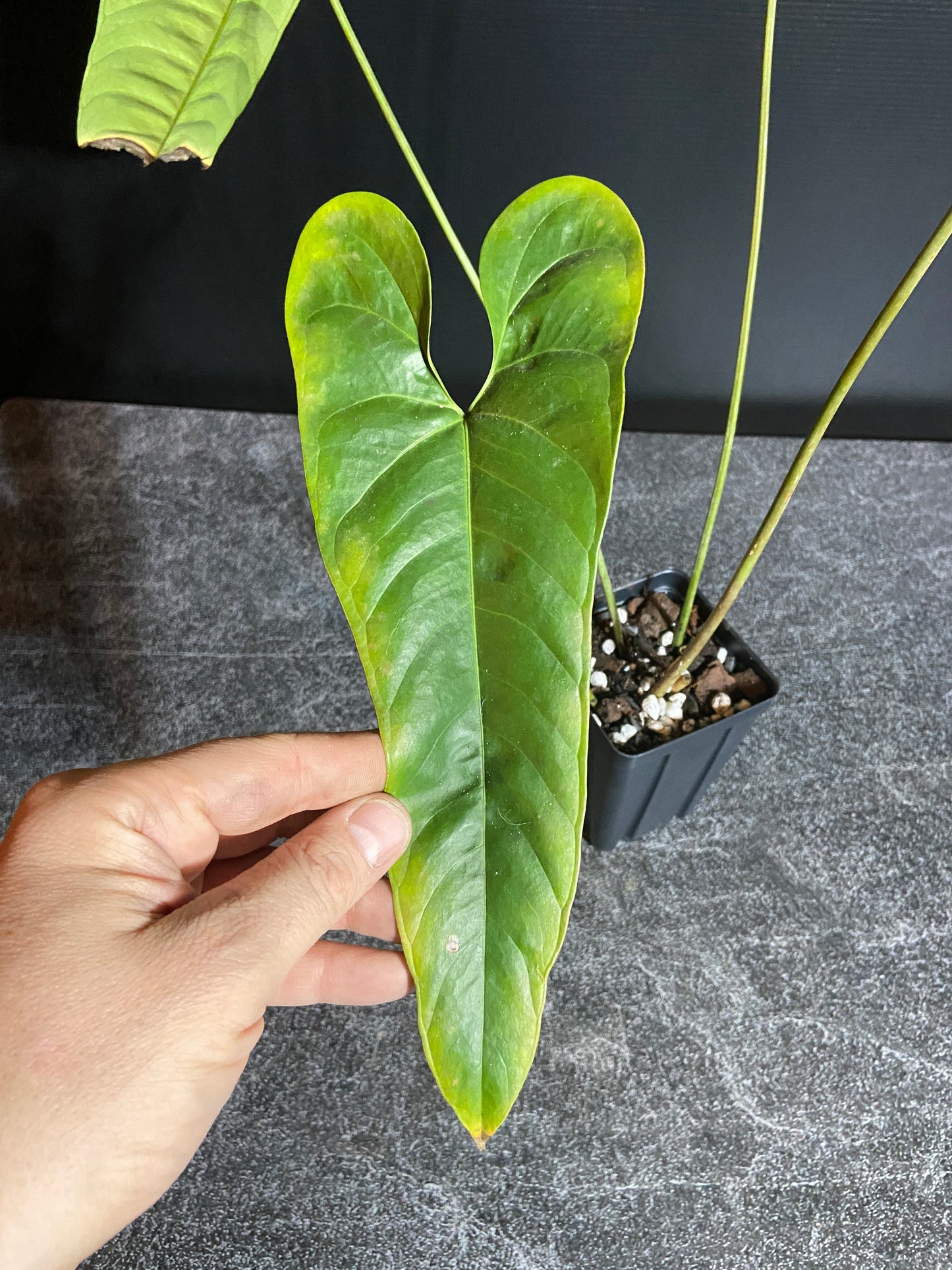 Anthurium flavolineatum