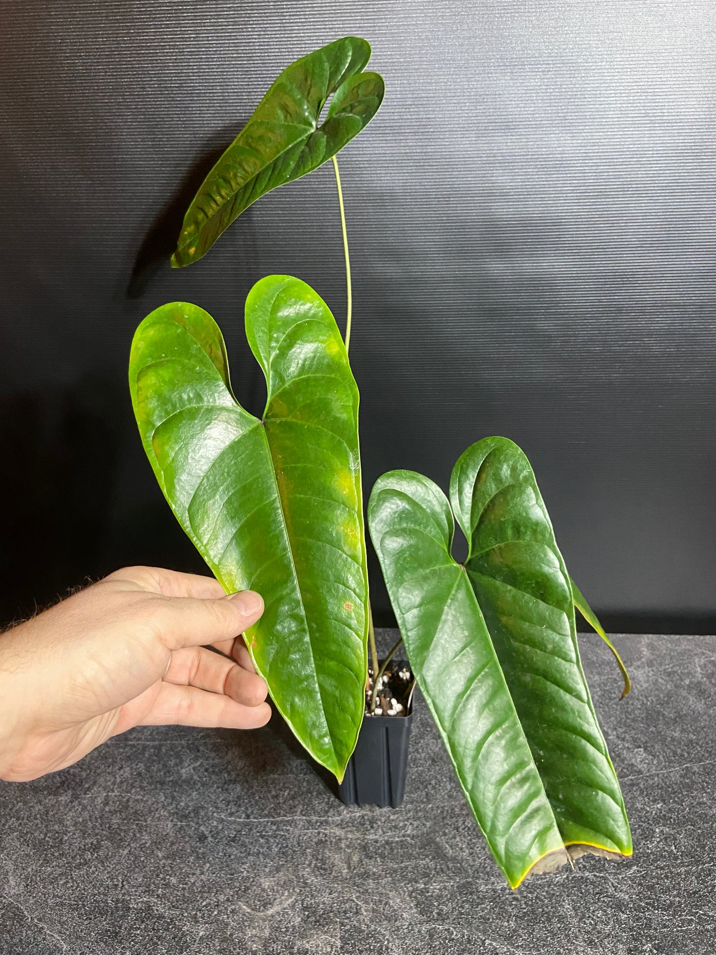 Anthurium flavolineatum