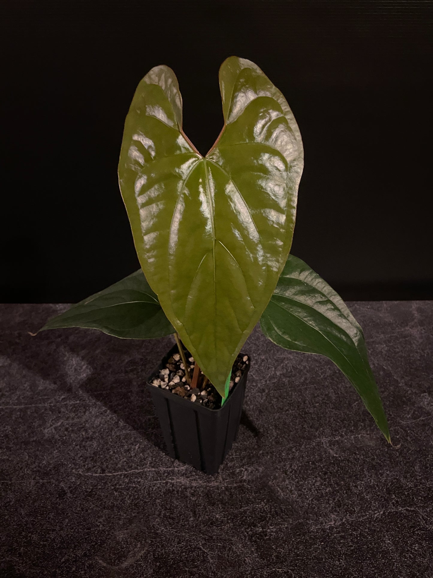 Anthurium Silver Peru