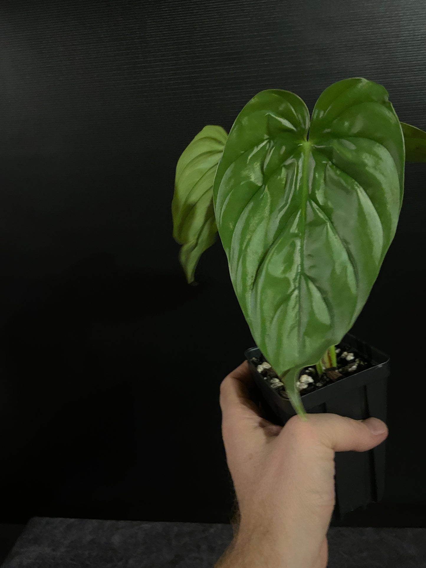 Philodendron Colombia Platinum