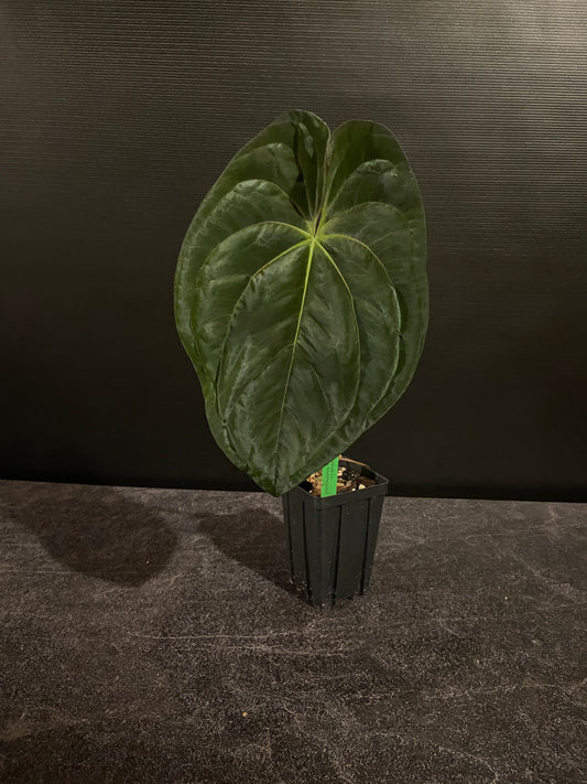 Anthurium papillilaminum 'Fat Pap'