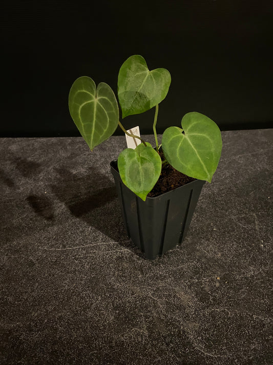 Anthurium clarinervium Lithium S1