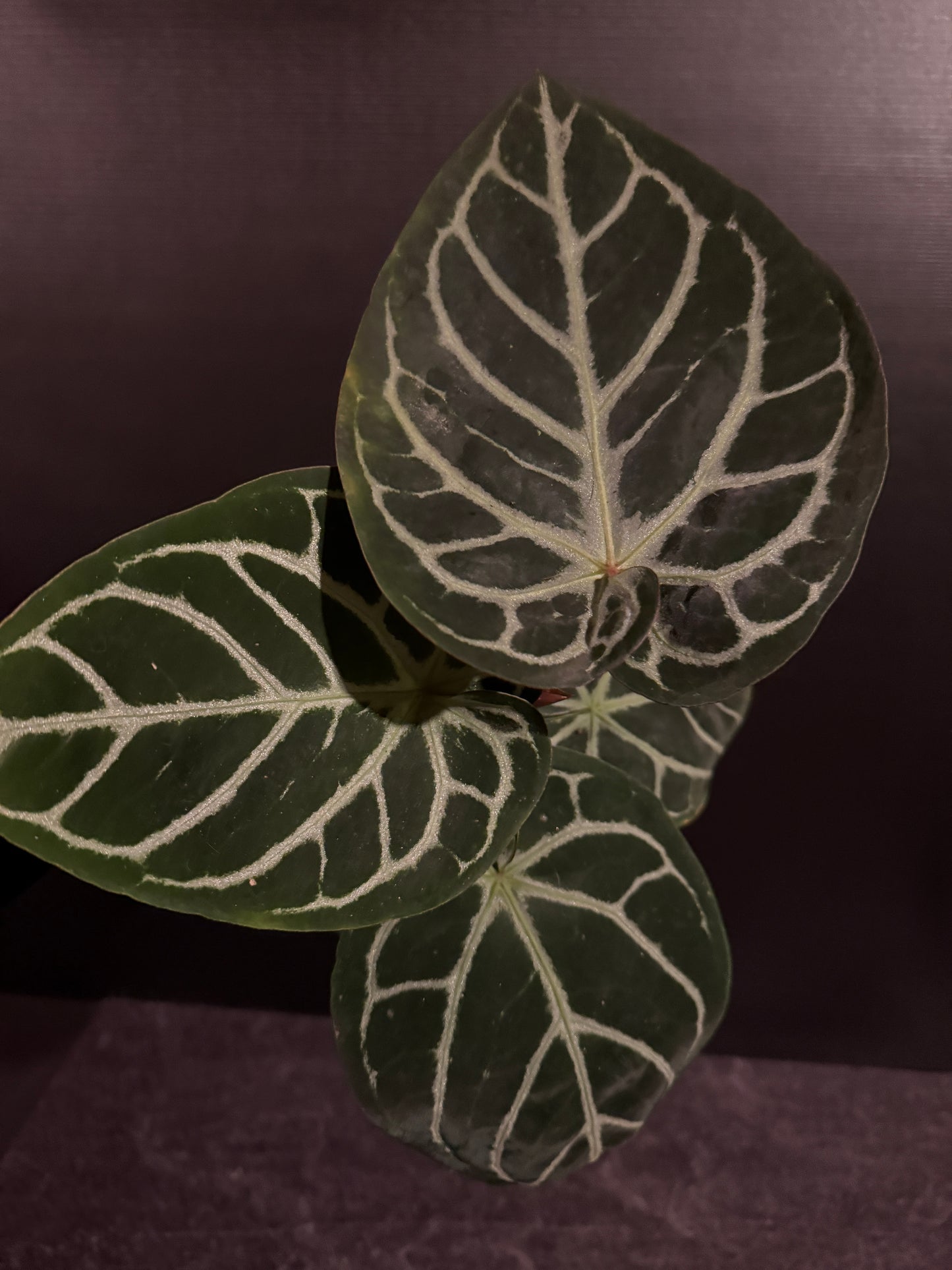 Anthurium Doc Block F2 x Wonderboy