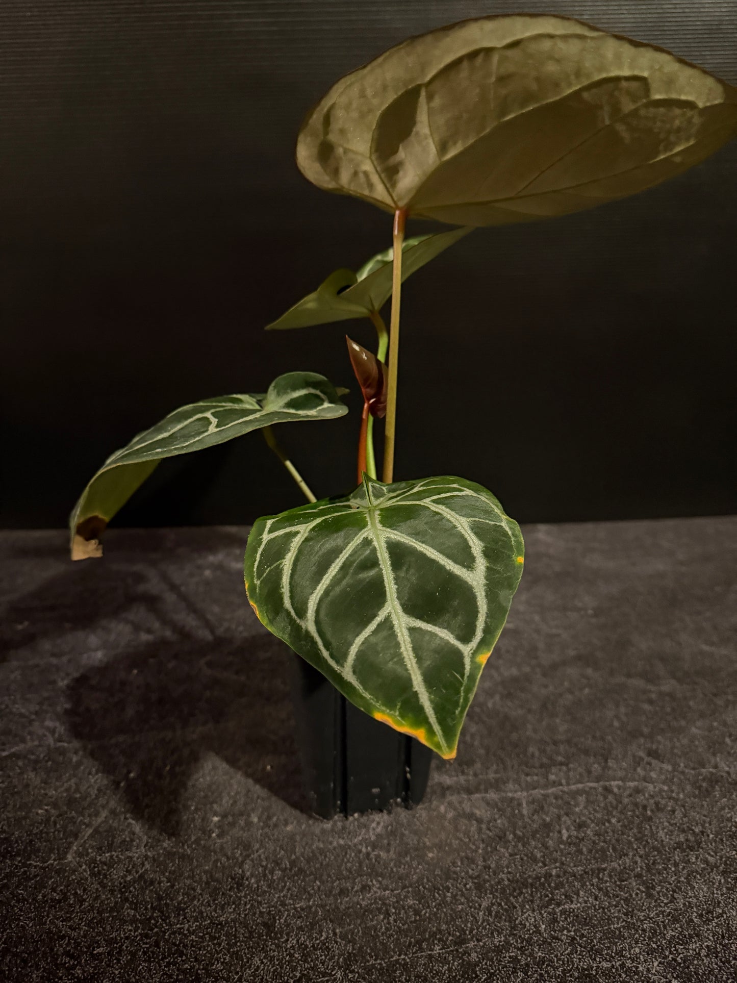 Anthurium Doc Block F2 x Wonderboy