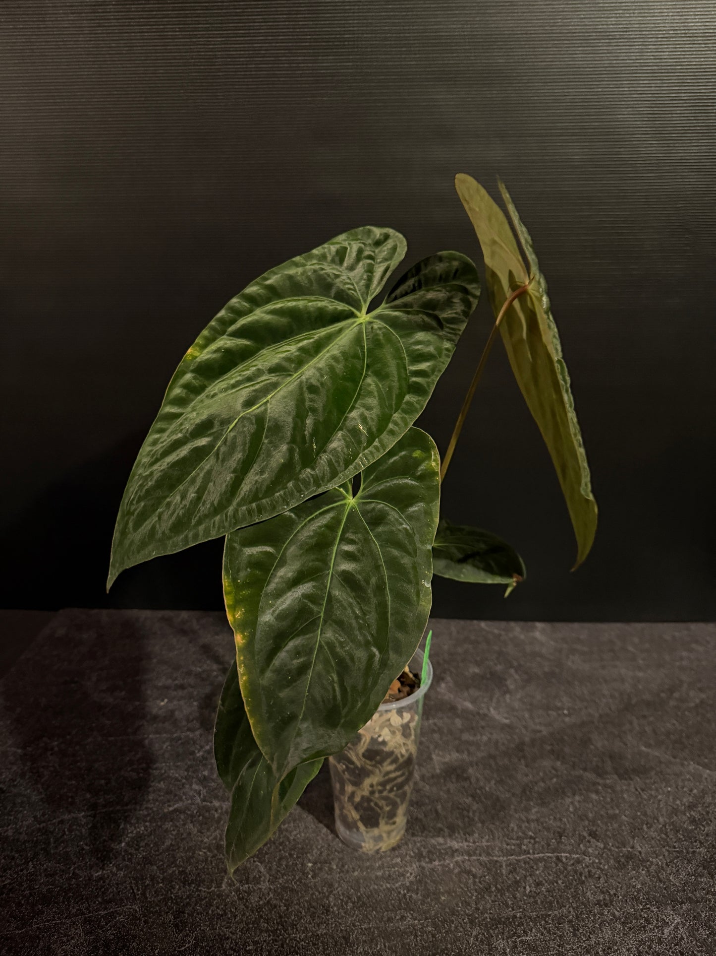 Anthurium papillilaminum 8 x besseae aff