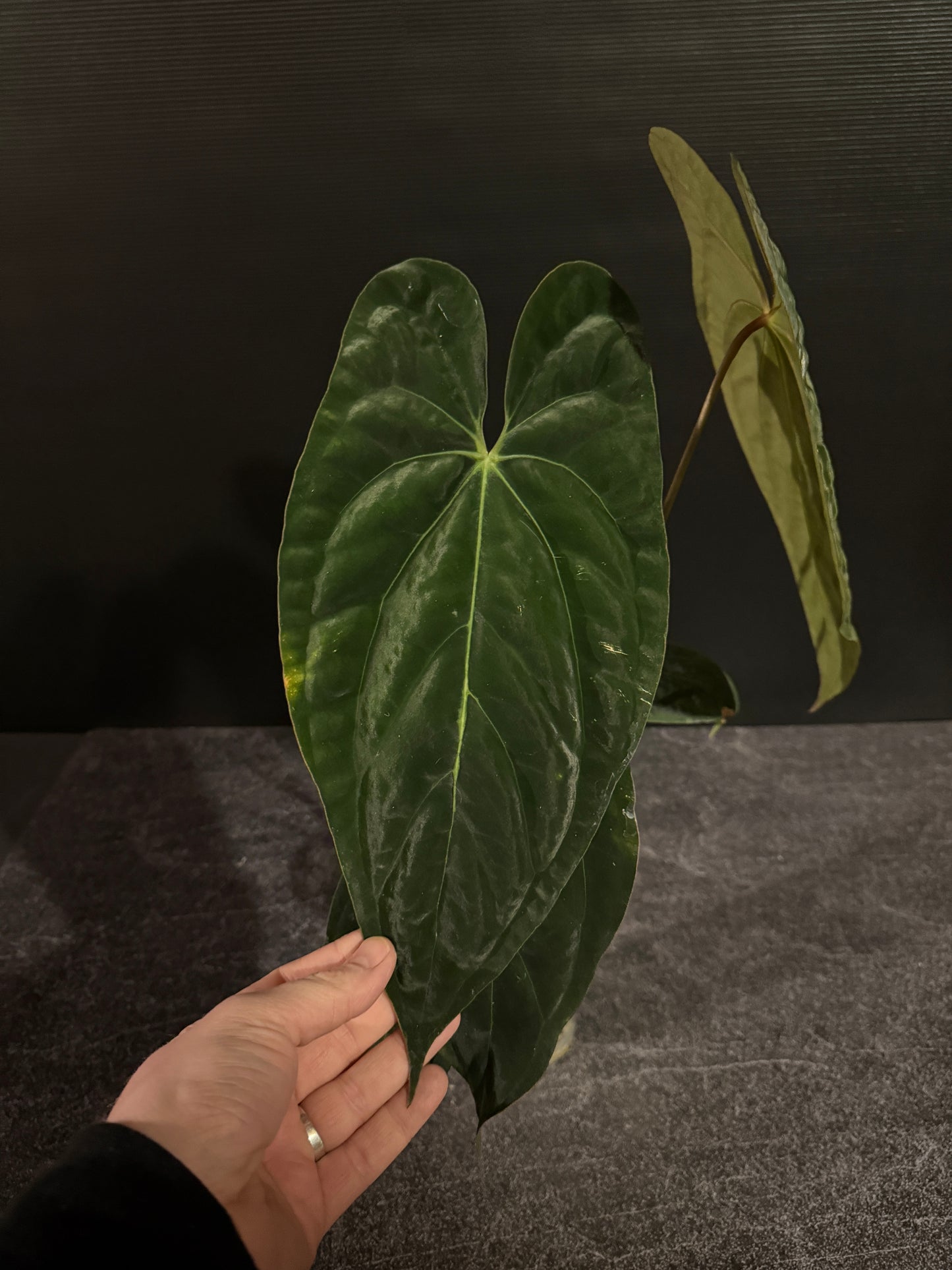 Anthurium papillilaminum 8 x besseae aff