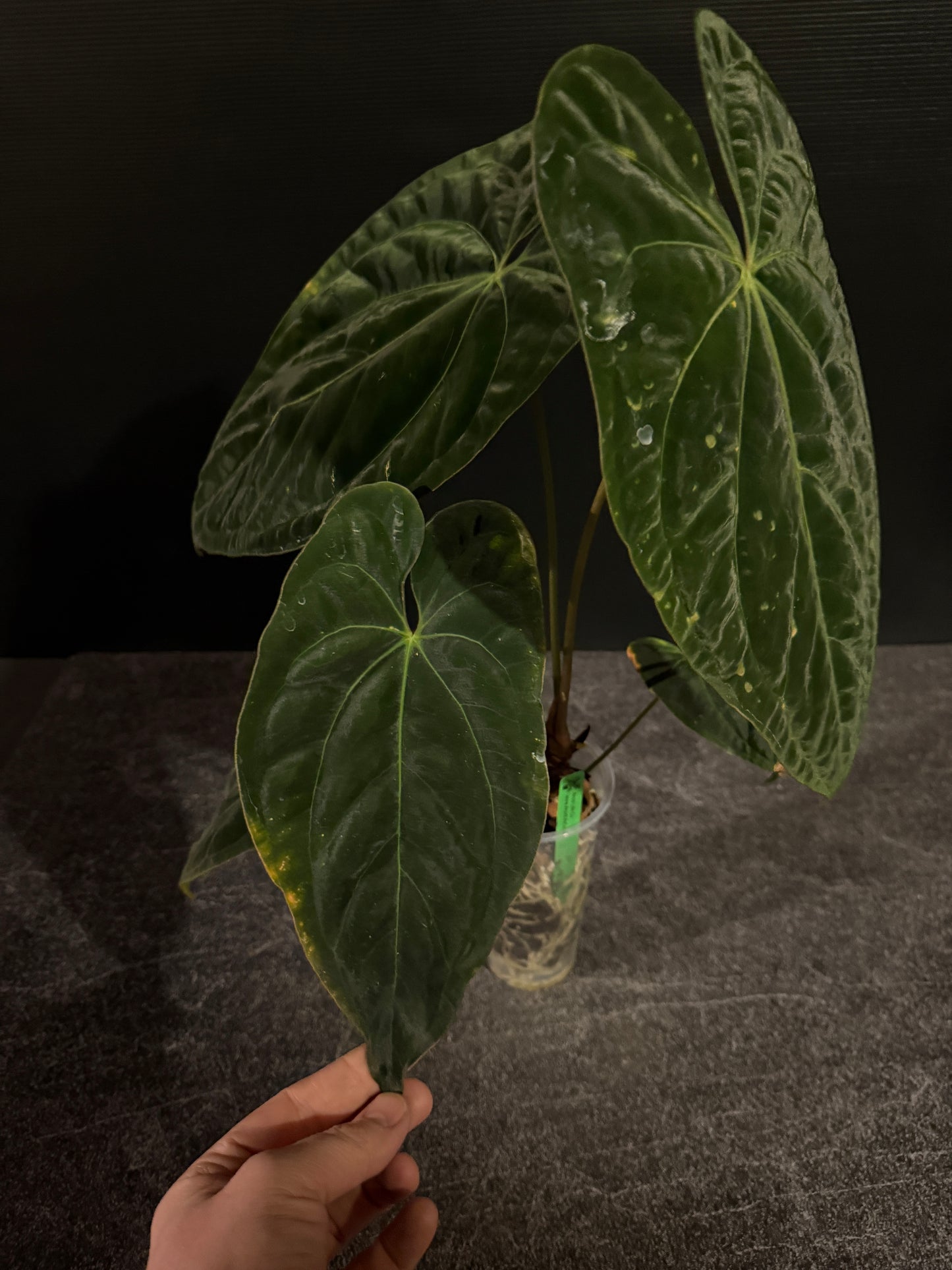 Anthurium papillilaminum 8 x besseae aff