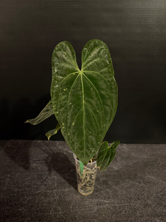 Anthurium papillilaminum 8 x besseae aff