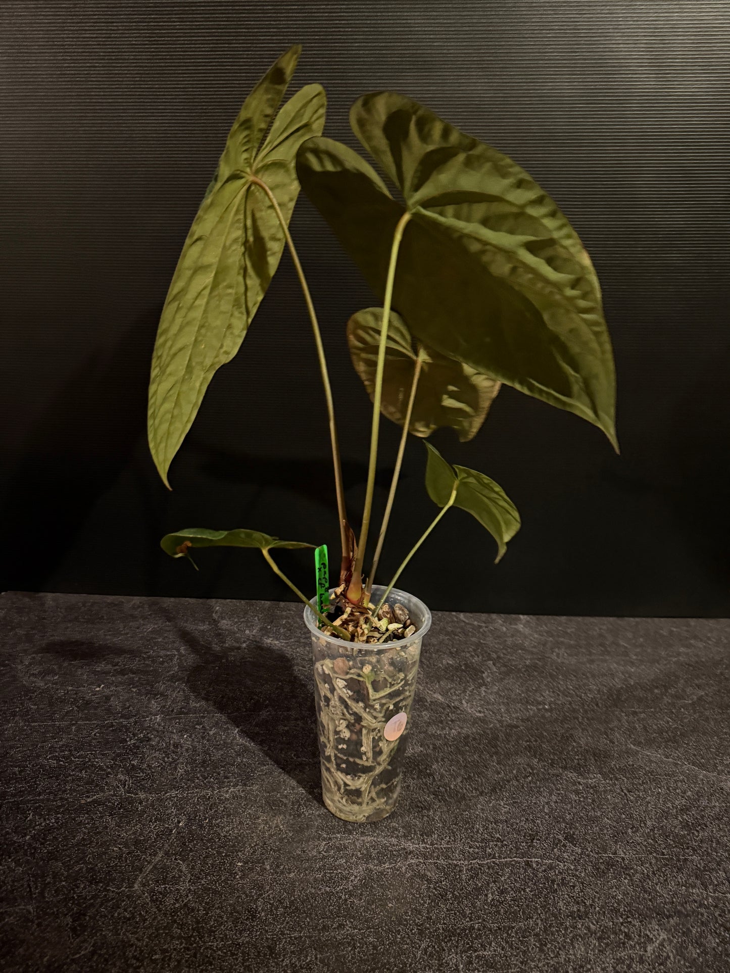 Anthurium papillilaminum 8 x besseae aff