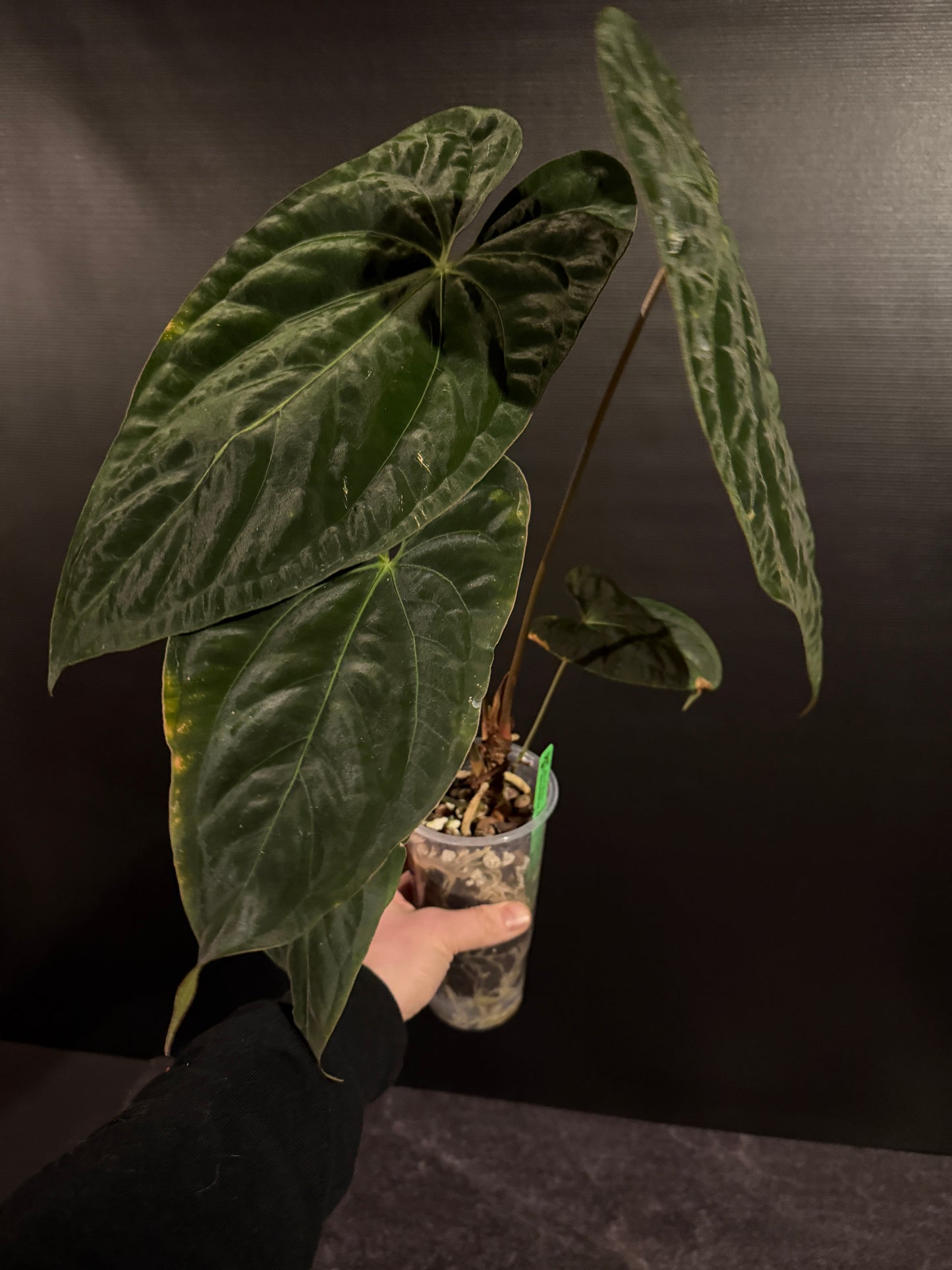 Anthurium papillilaminum 8 x besseae aff