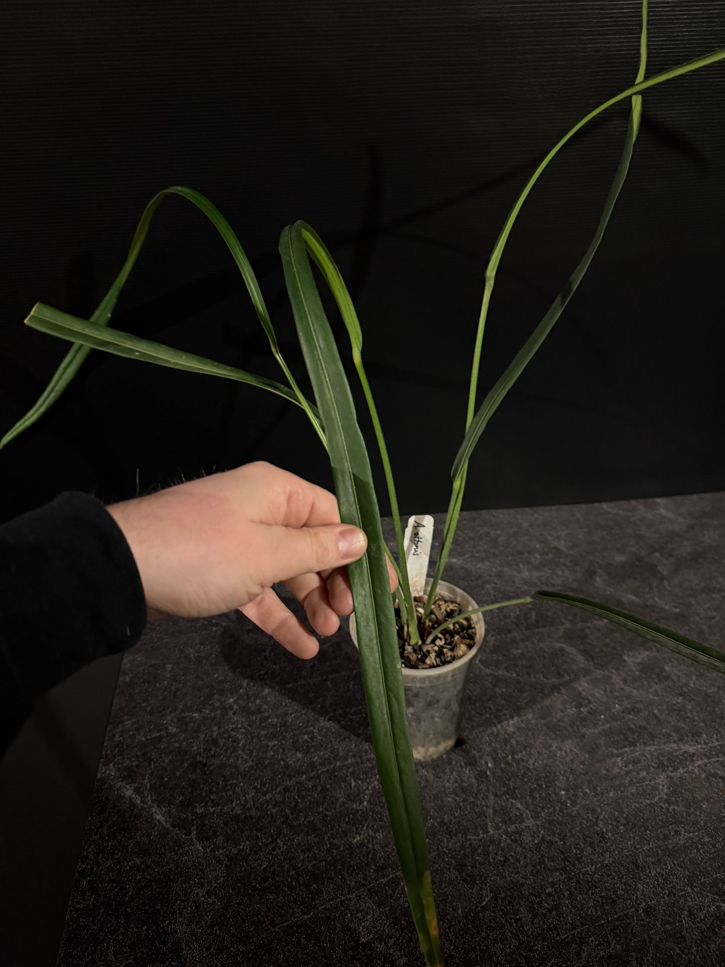 Anthurium ottonis