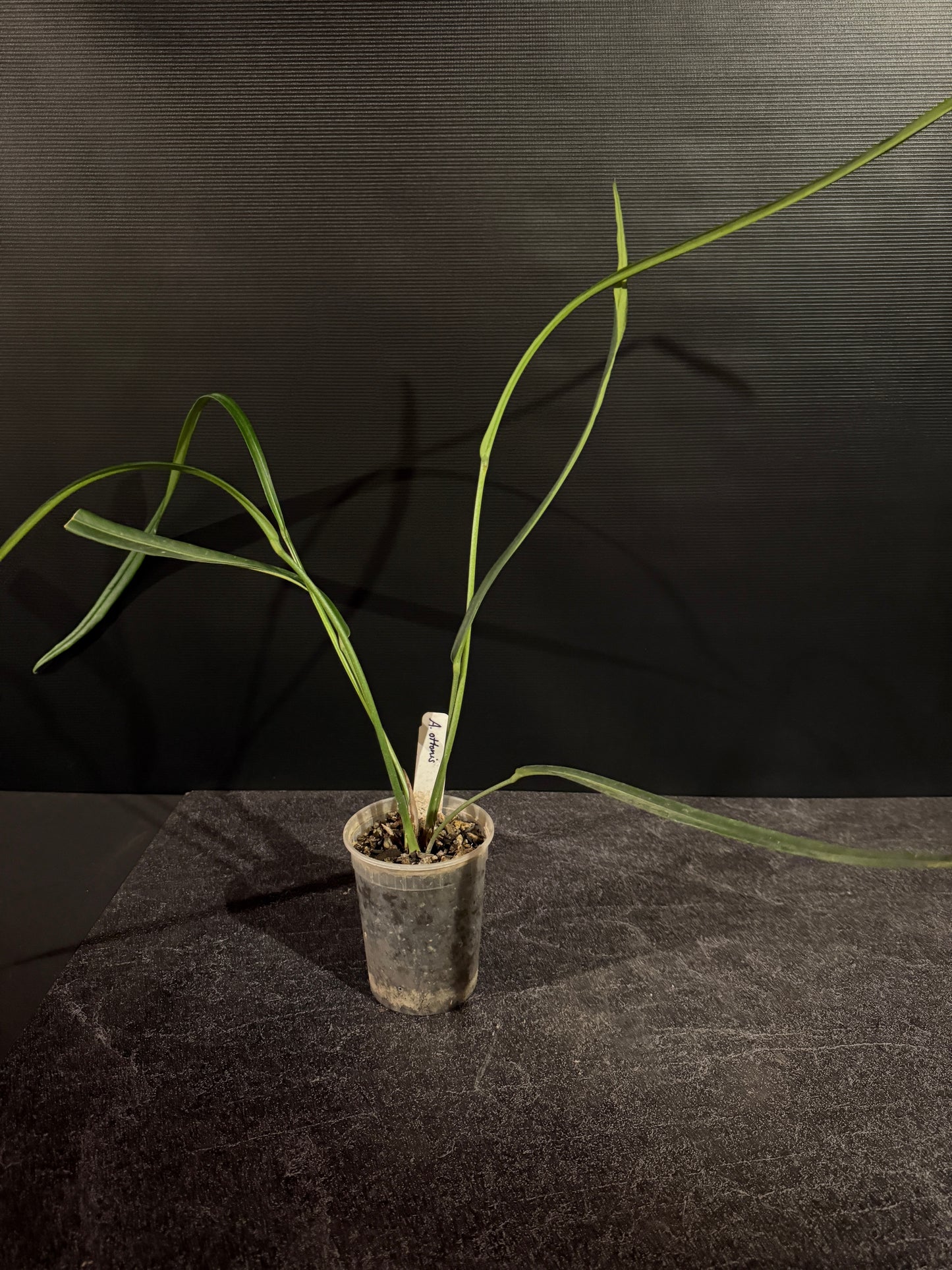 Anthurium ottonis