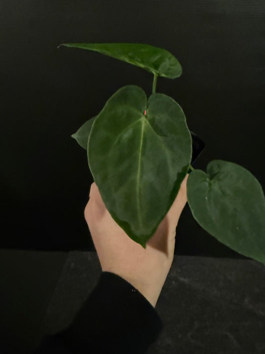 Anthurium BVEP x forgetii