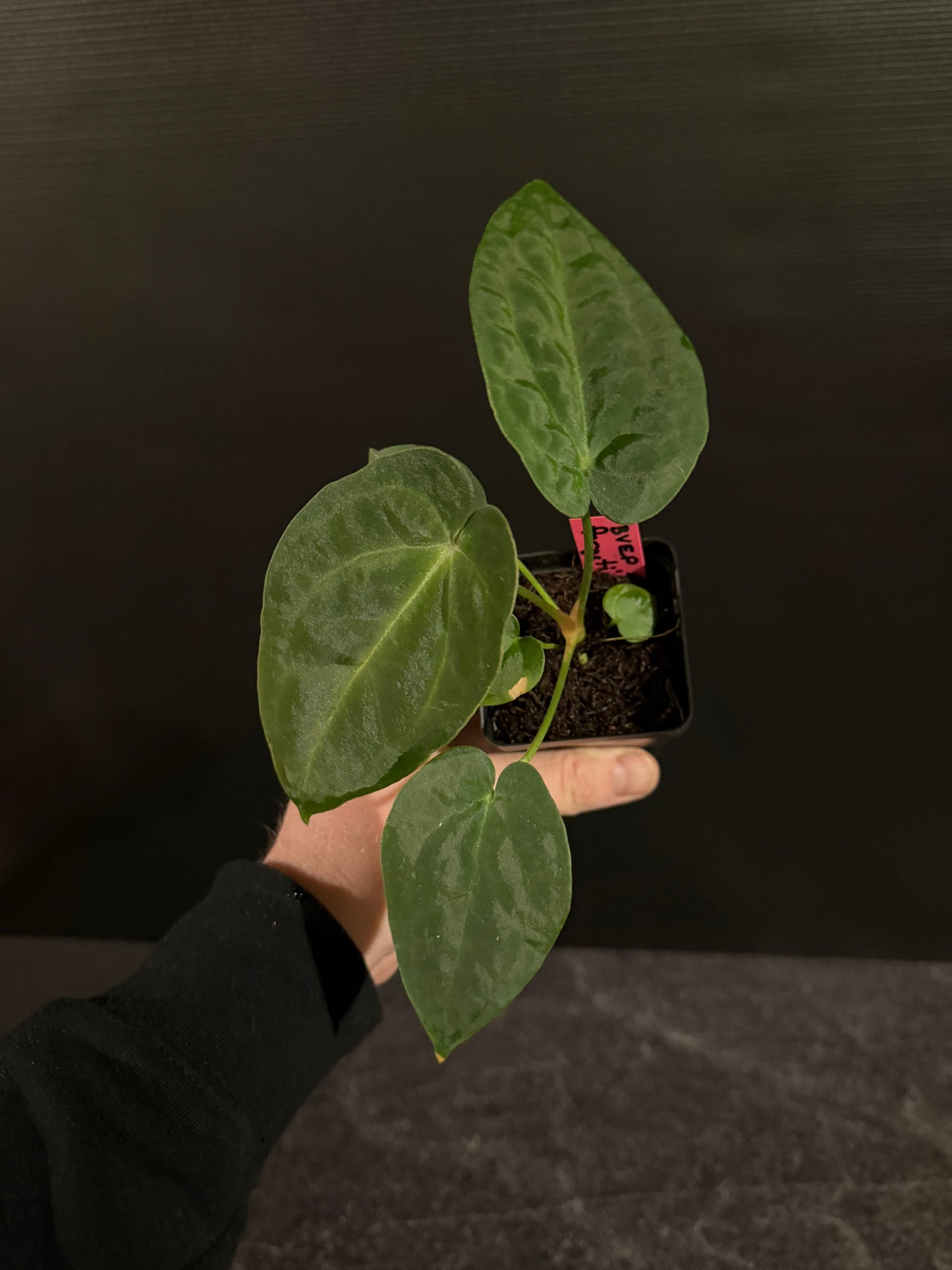 Anthurium BVEP x forgetii