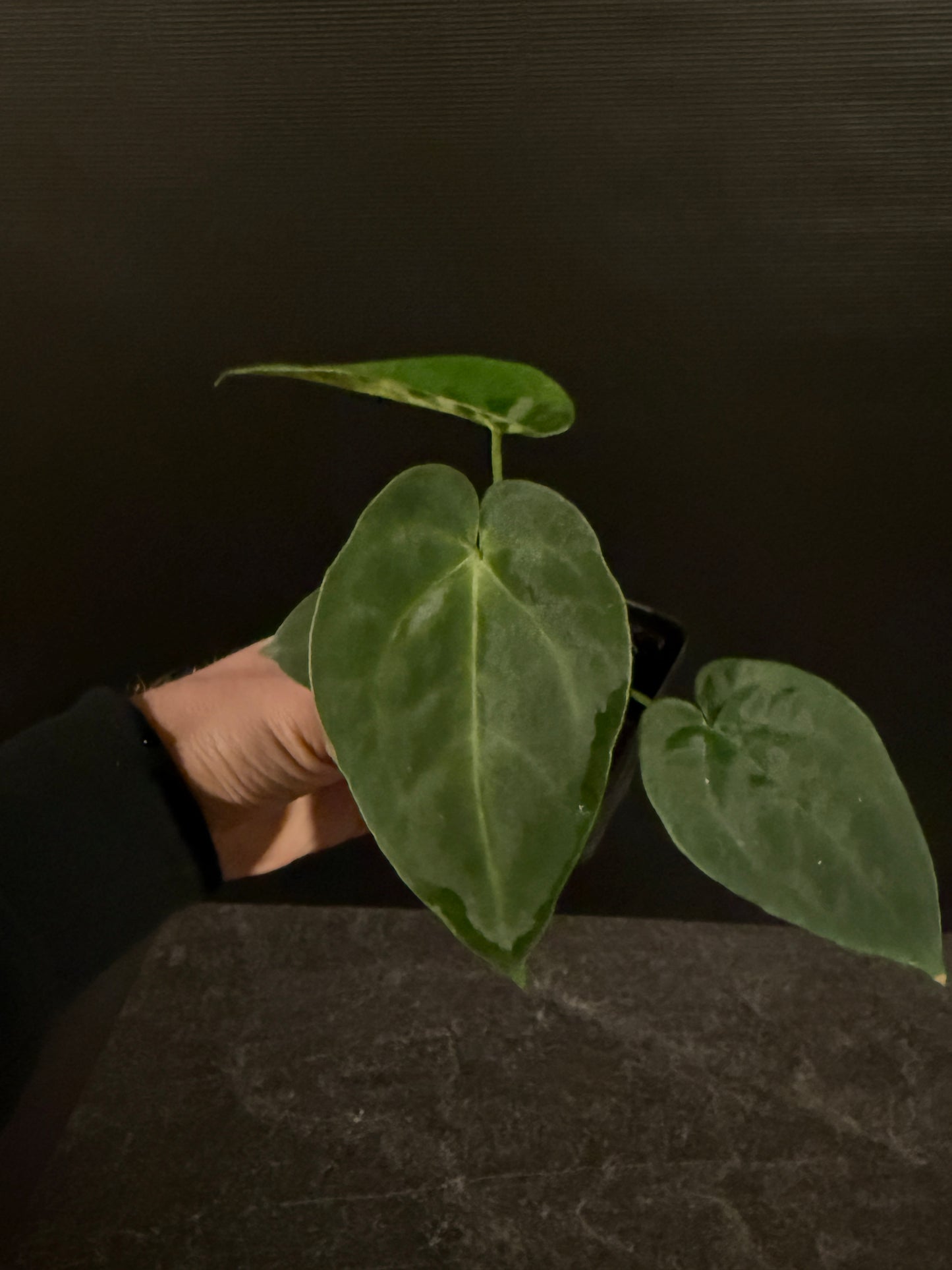 Anthurium BVEP x forgetii