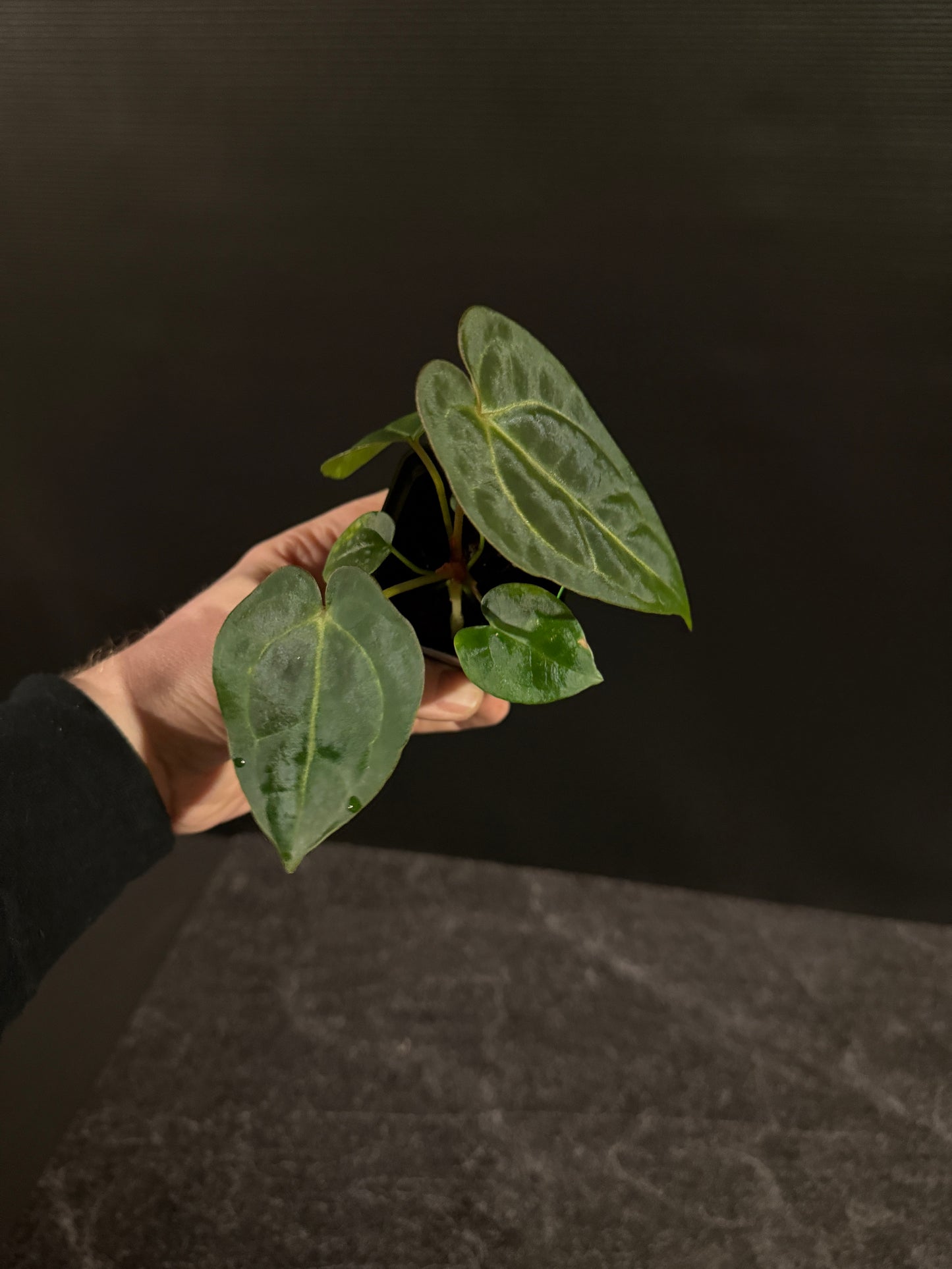 Anthurium forgetii x (Dreamweaver x papillilaminum Ree Gardens)