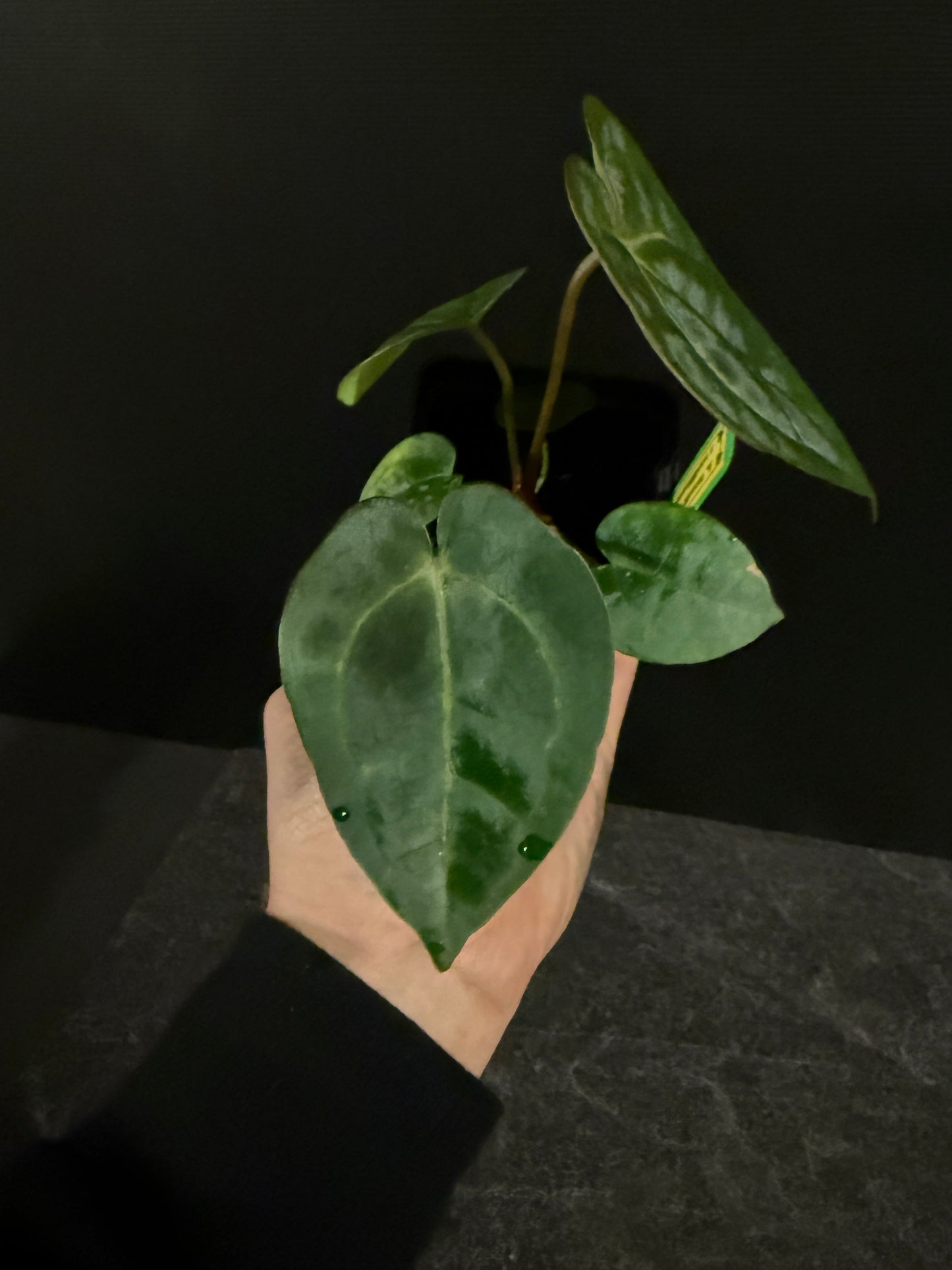 Anthurium forgetii x (Dreamweaver x papillilaminum Ree Gardens)