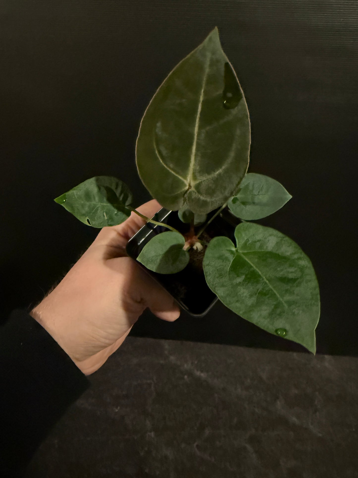 Anthurium forgetii x (Dreamweaver x papillilaminum Ree Gardens)