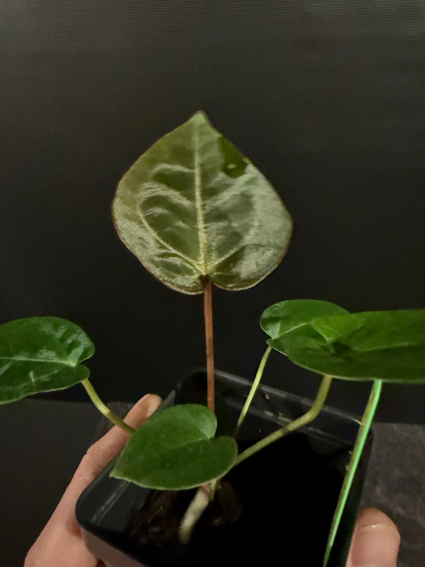 Anthurium forgetii x (Dreamweaver x papillilaminum Ree Gardens)