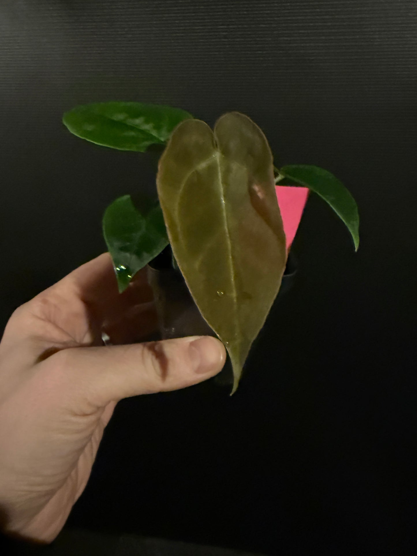 Anthurium BVEP x forgetii