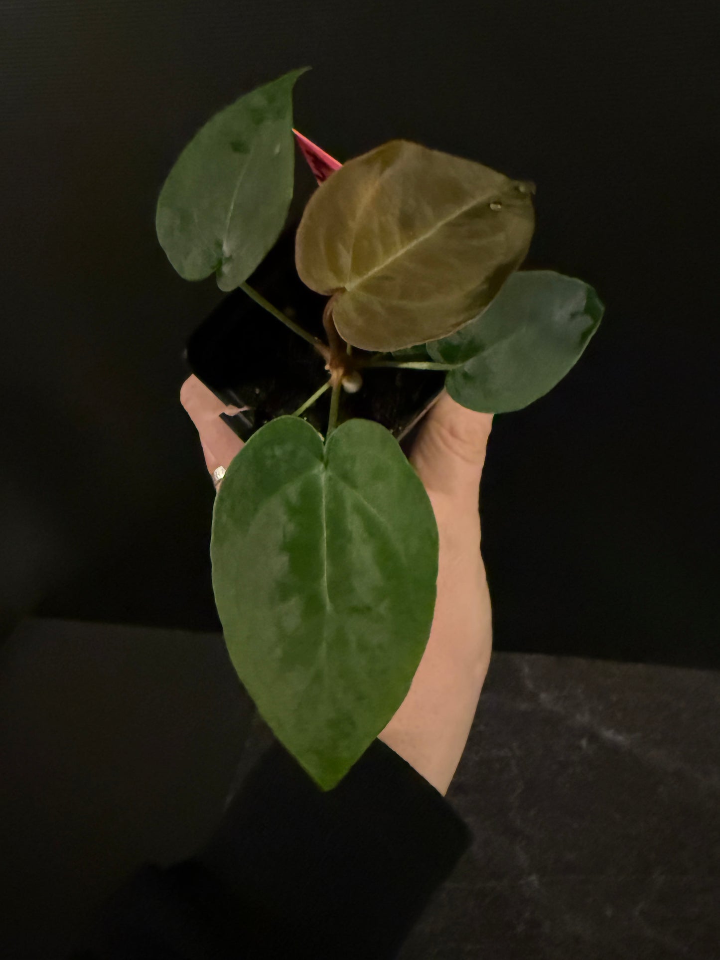 Anthurium BVEP x forgetii