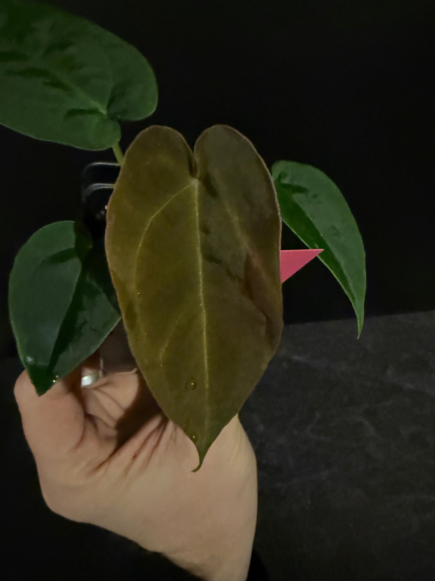 Anthurium BVEP x forgetii