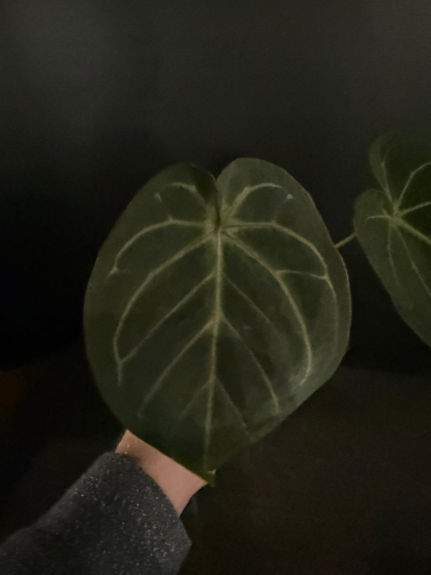 Anthurium indo hoffmaniiX