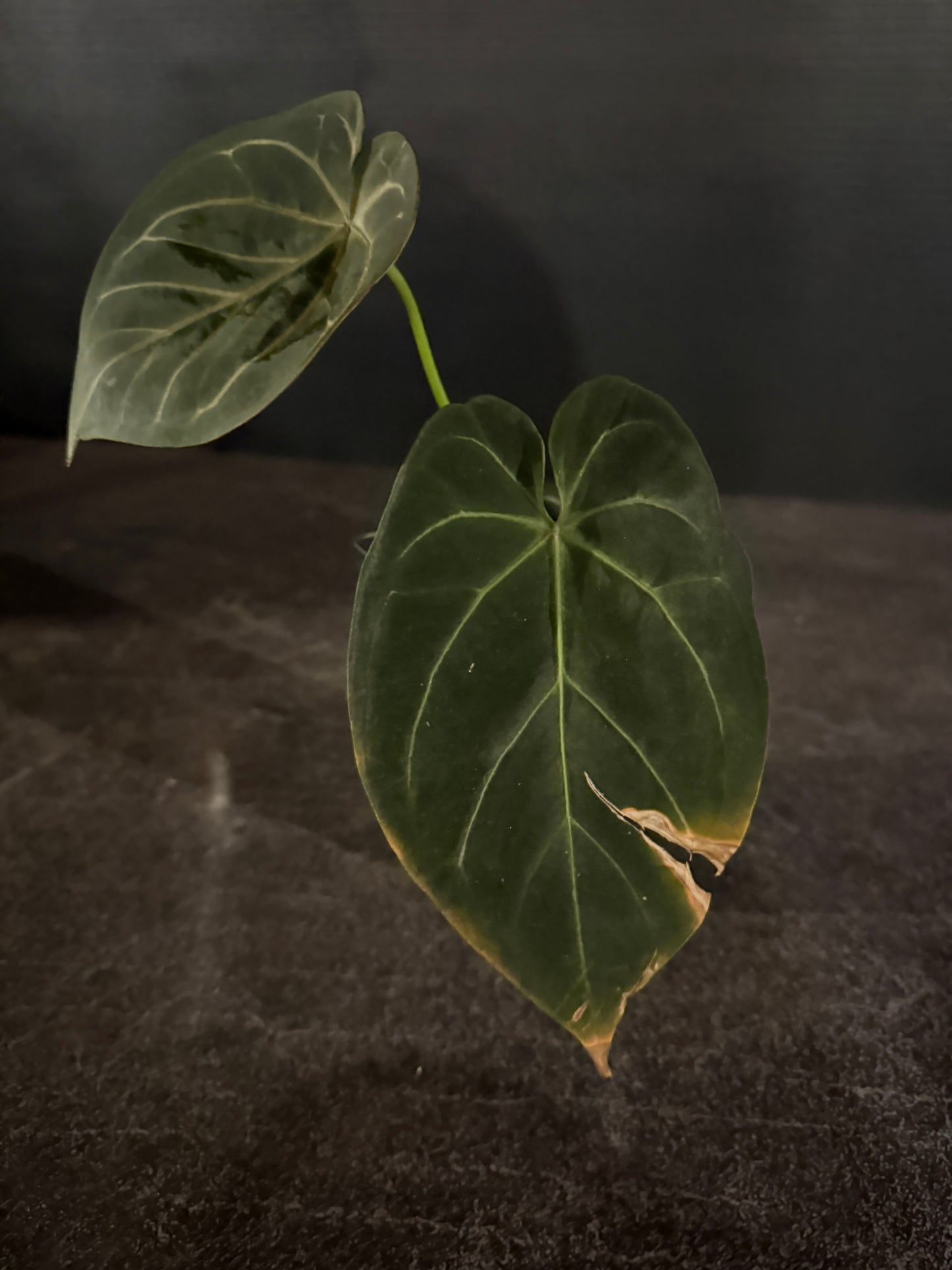 Anthurium indo hoffmaniiX