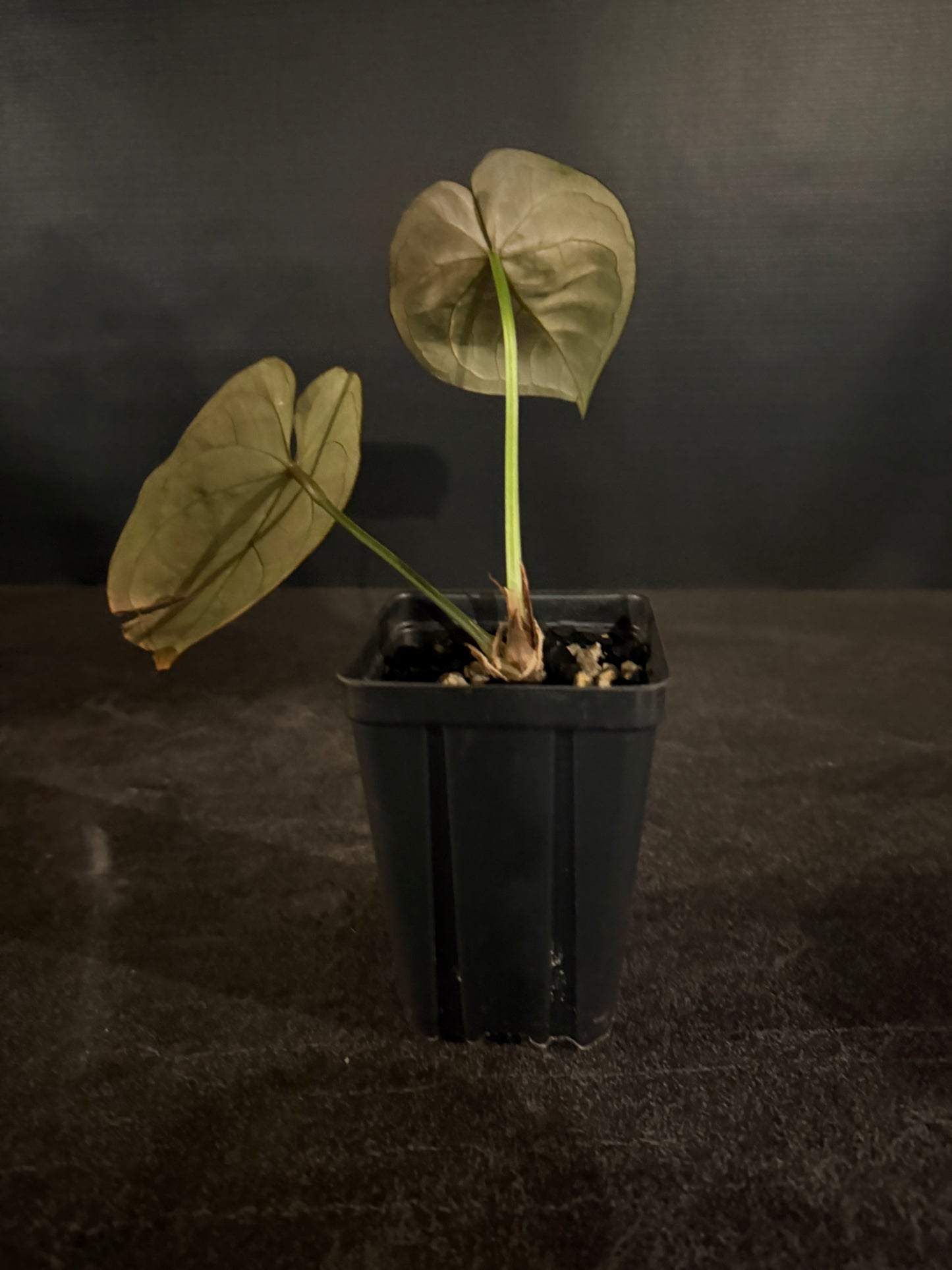 Anthurium indo hoffmaniiX