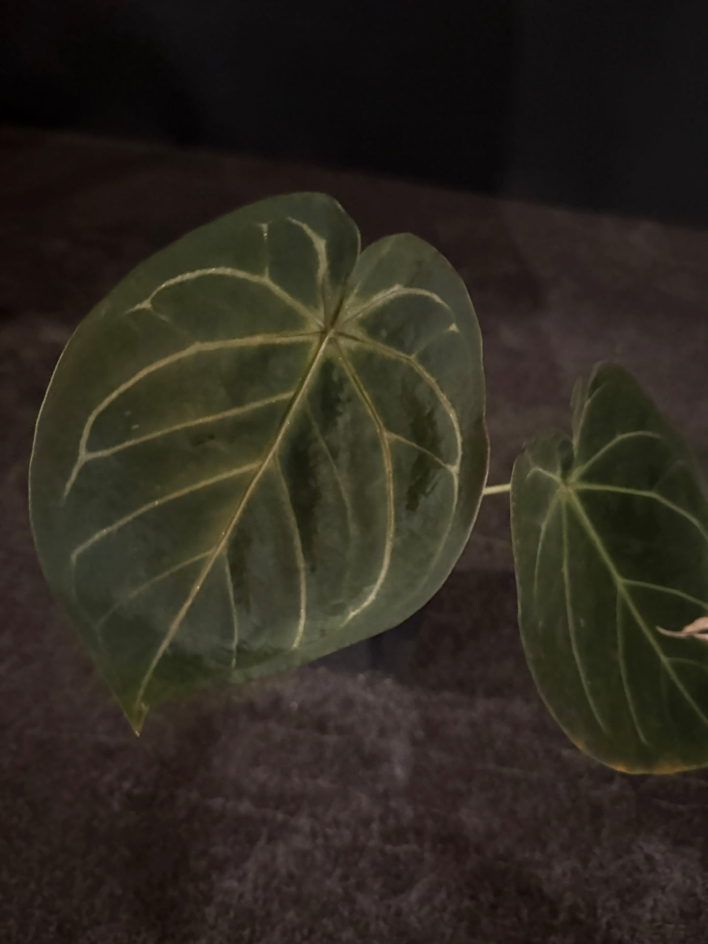 Anthurium indo hoffmaniiX