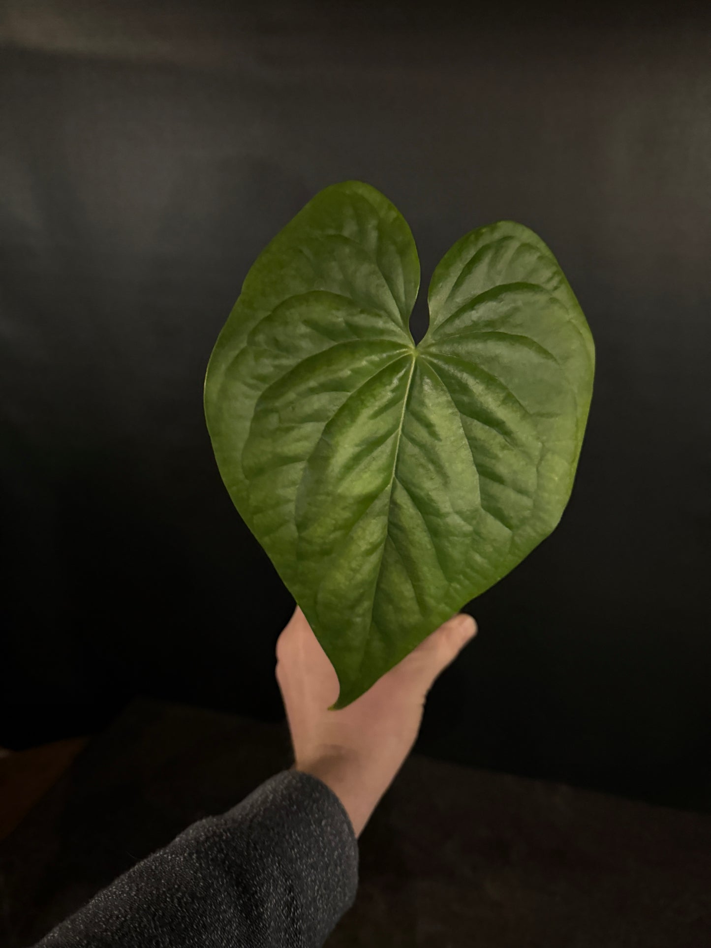 Anthurium Yetlense