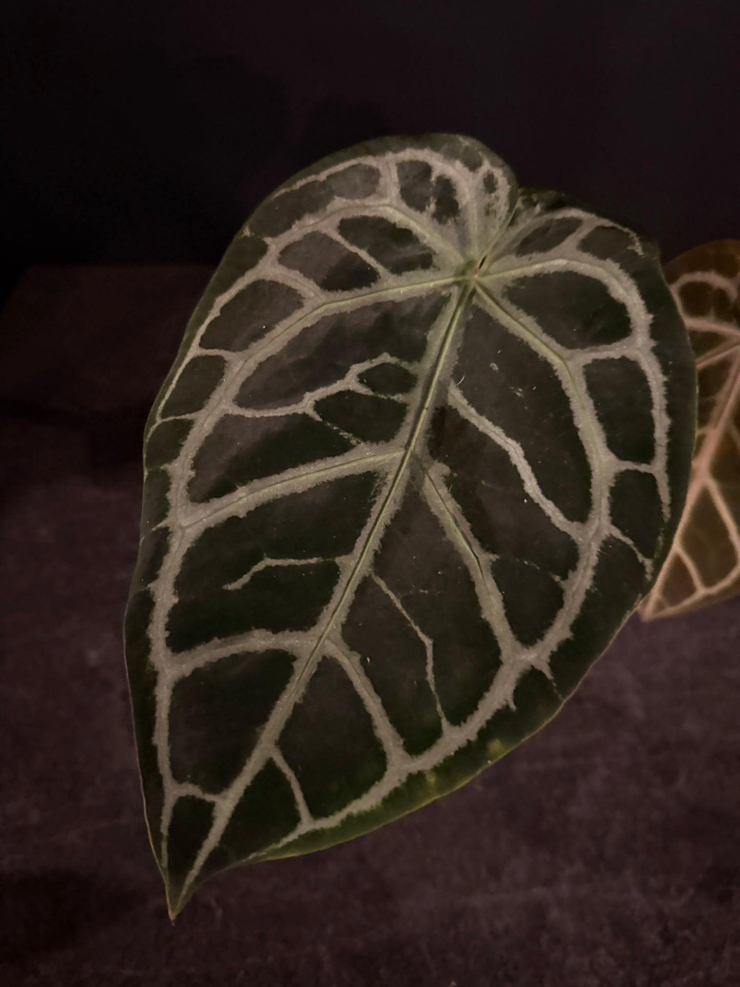 Anthurium Zara