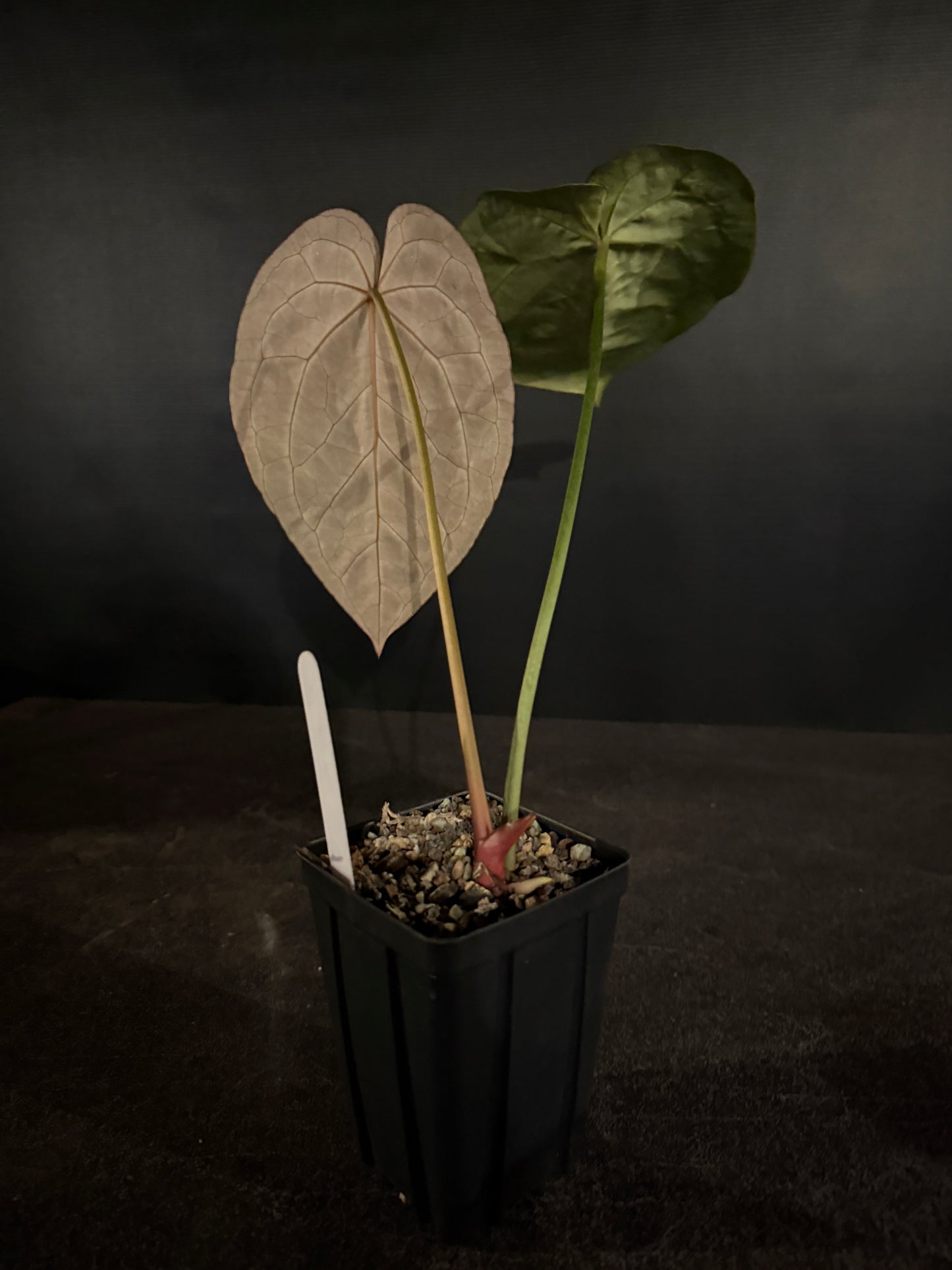 Anthurium Zara