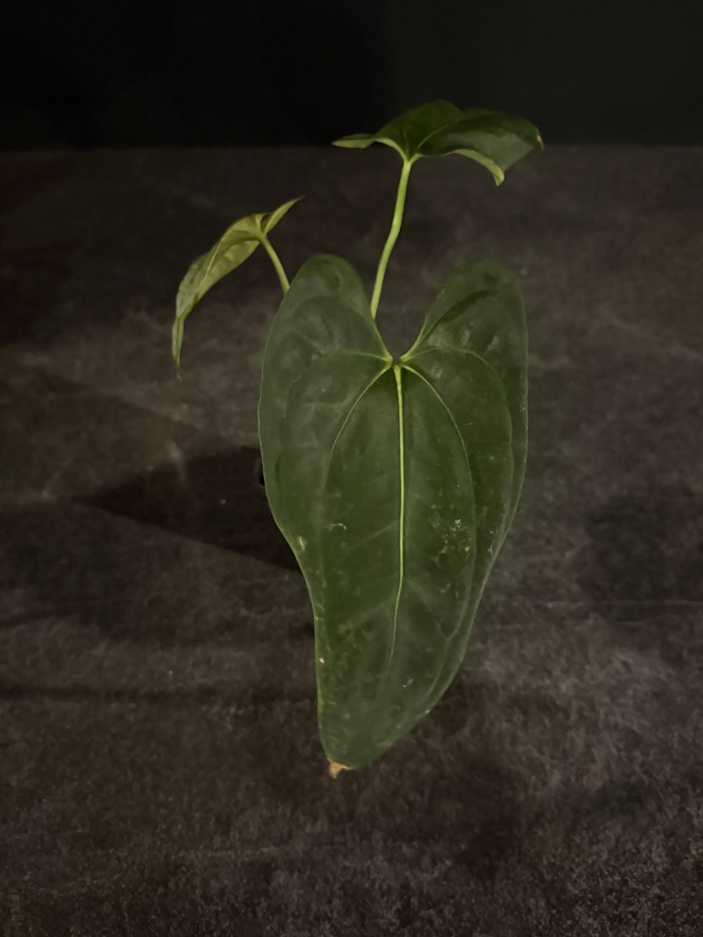 Anthurium Dark Phoenix x RLFS