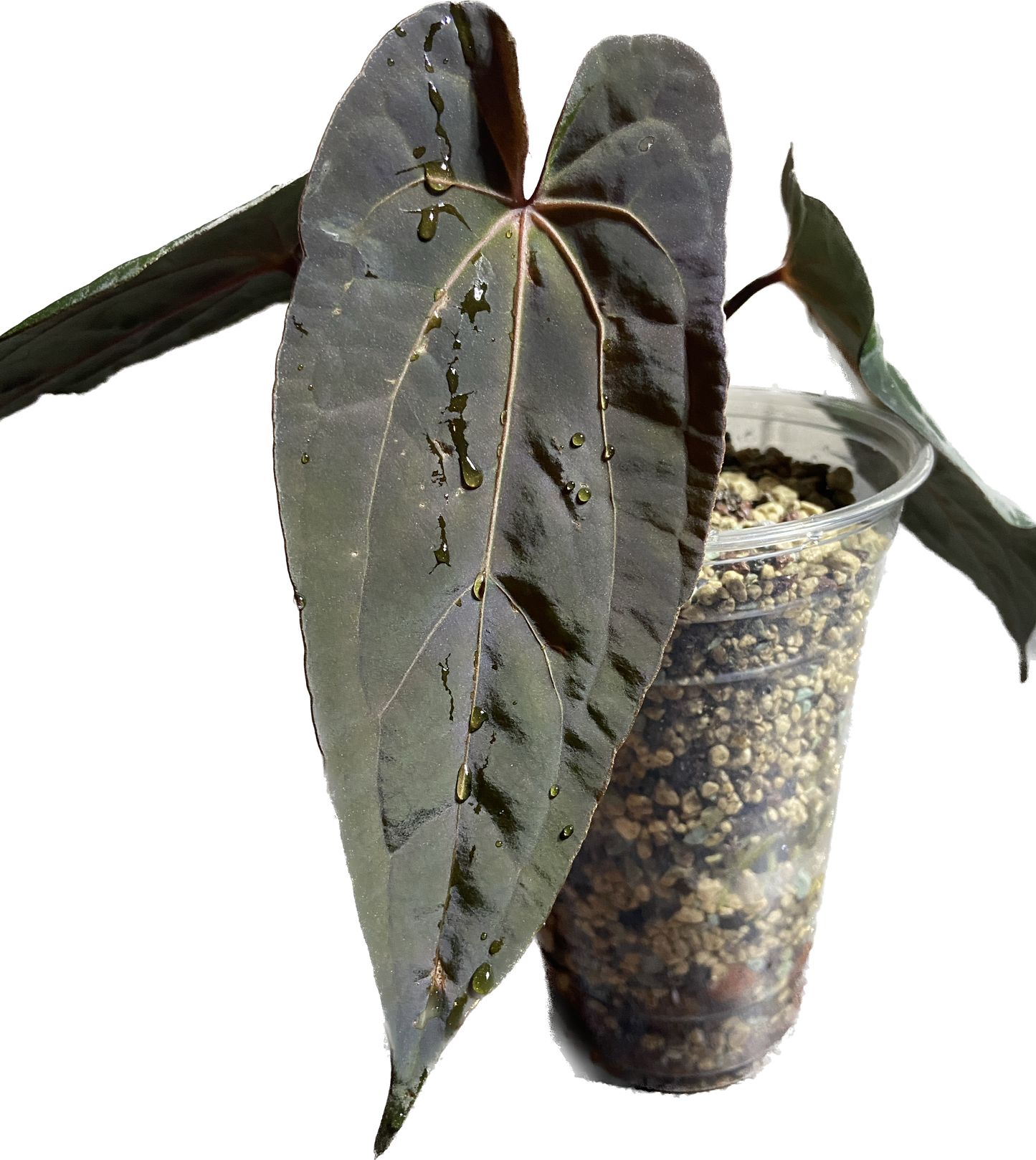 Anthurium (dreamweaver x papillilaminum Ree Gardens) x forgetii seedling